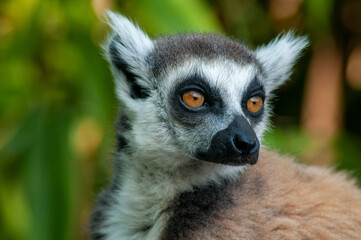 ring lemur