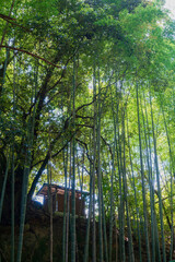 竹林と木漏れ日