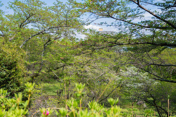 皇子が丘公園の雑木林