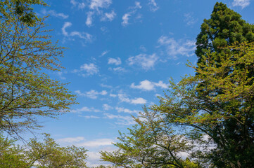 青空と木々