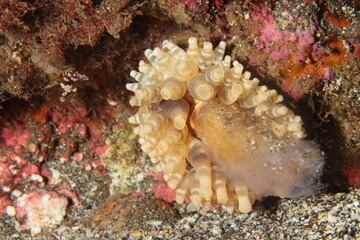 Anemone with yellow tones, engulfing a pyrosoma atlanticum during the night underwater.