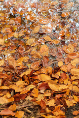 Stunning abstract intimate landscape image of vibrant golden beech leaves in lake edge