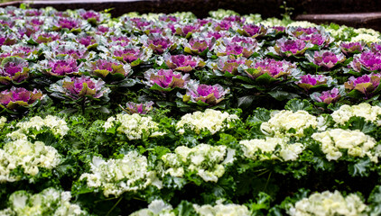Group of Cabbage ornamental in park