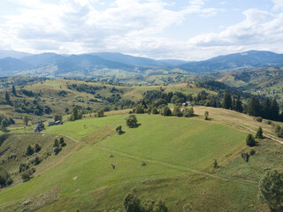 Green mountains of Ukrainian Carpathians in summer. Coniferous trees on the slopes. Aerial drone view.