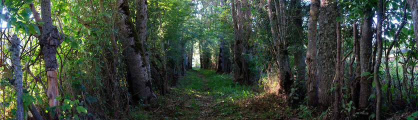 panoramic view of a walking path in the Auvergne forest
