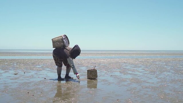 Seashell Finder Manually Using A Knife When The Talisay Beach Recedes