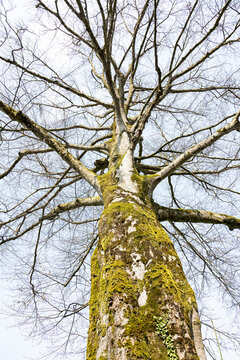 Kahler Baum im Fr&uuml;hling, Kanton Nidwalden, Schweiz