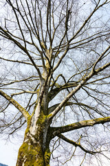 Kahler Baum im Frühling, Kanton Nidwalden, Schwei