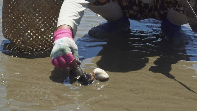 Seashell Finder Manually Using A Knife When The Talisay Beach Recedes