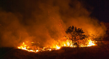 Flames of a tropical bushfire, rural Sri Lanka