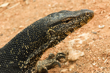 Varanus salvator, water monitor lizard