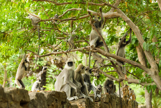 Group of gray langur monkeys on a tree