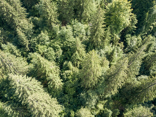 Coniferous trees on the slope of the mountain. Aerial drone view.