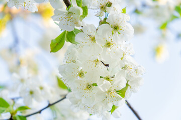 White cherry tree flowers close-up. Soft focus. Spring gentle blurred background. Blooming apricot blossom branch. Beginning of season, awakening of nature. Fresh green leaves.