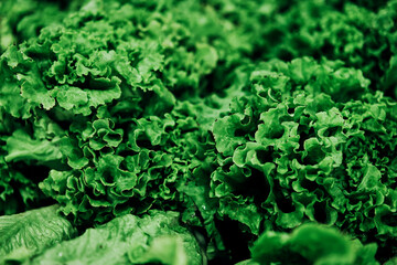 Healthy green lettuces leaves refreshing