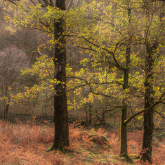 Stunning vibrant Autumn landscape image of forest woodlands around Holme Fell in Lake District