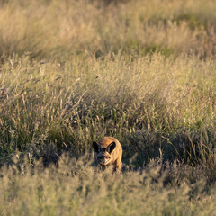 bat-eared fox in golden light