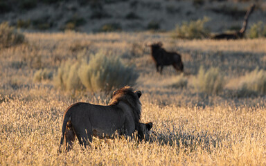 TWO LIONS WATCHING A BLUE WILDEBEEST