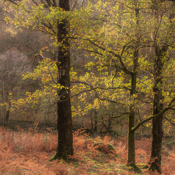 Stunning vibrant Autumn landscape image of forest woodlands around Holme Fell in Lake District