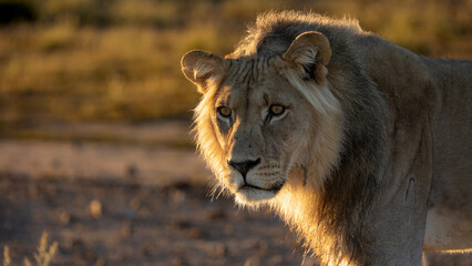 Young male lions in golden light