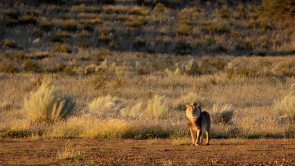 Male lion early morning in golden light