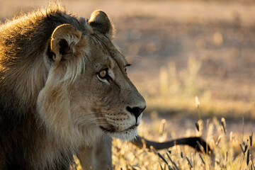 Naklejka premium Male lion early morning in golden light
