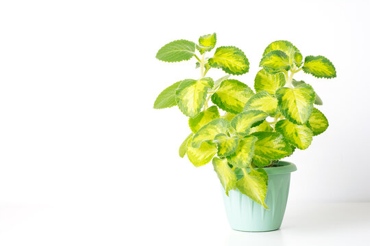 Green variegated plant Plectranthus amboinicus Golden Ruffles on white background with copy space. Home plant concept. Texture of flower leaves. Home plant mint