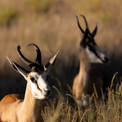 a pair of springbucks in golden light