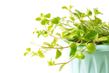 Green plant Peperomia Rotundifolia on white background close-up. Home plant concept. Texture of flower leaves. Tropical plants