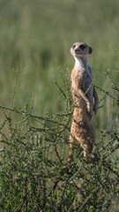 suricate, meerkat on the look-out 