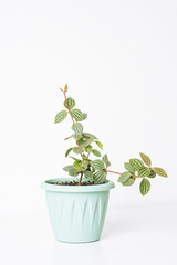 Green plant Peperomia Angulata on white background. Home plant concept. Texture of flower leaves. Tropical plants