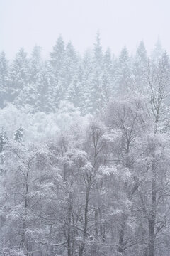 Stunning simple landscape image of snow covered trees during Winter snow fall on shores of Loch Lomond in Scotland