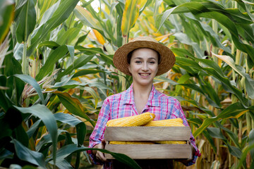 Farmer in the field collects young sweet corn in a large wooden box
