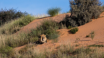 Mature black mane lion on a red dune in KTP