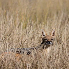 Black-backed jackal in the wild.