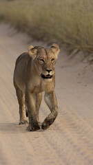 big lioness on the road