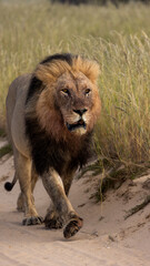 Mature black mane Kgalagadi lion