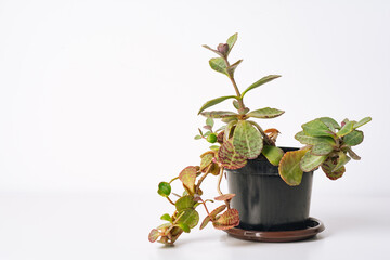 Green plant Kalanchoe humilis desert surprise on white background. Home plant concept. Texture of flower leaves. Tropical plants