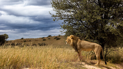 male lion with the wind through his mane