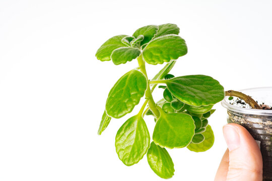 Green plant Plectranthus hadiensis tomentosus on white background. Home plant concept. Texture of flower leaves. Tropical plants