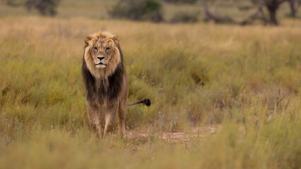 Mature black mane Kgalagadi lion