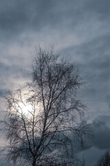 silhouette of a tree with the sun in the background with dark clouds