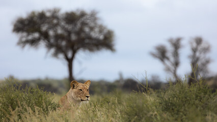 young male lion with a full stomach