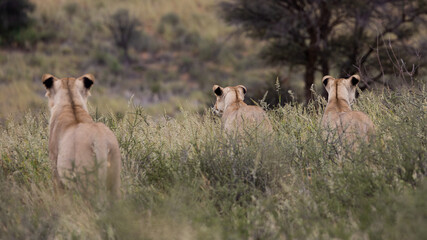 three lions with black ear tips 
