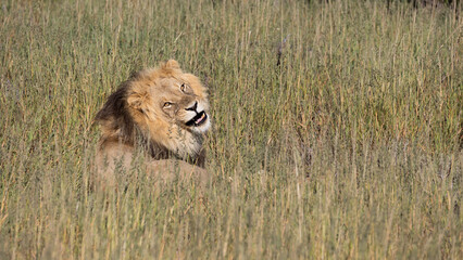Mature black mane Kgalagadi lion