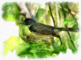 small magpie watercolor style illustration impressionist painting.
