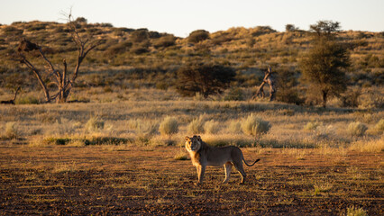 Male lion early morning in golden light