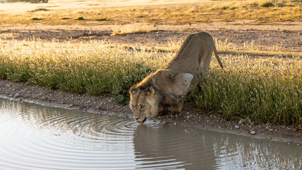 Male lion early morning in golden light