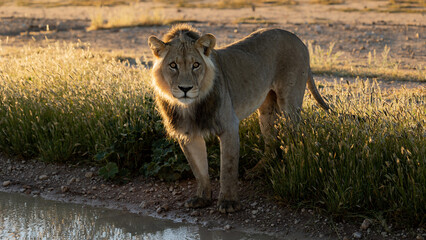 Male lion early morning in golden light