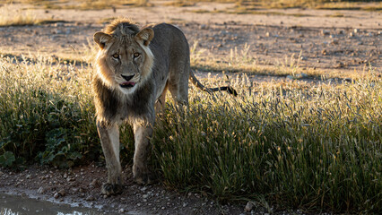 Obraz premium Male lion early morning in golden light